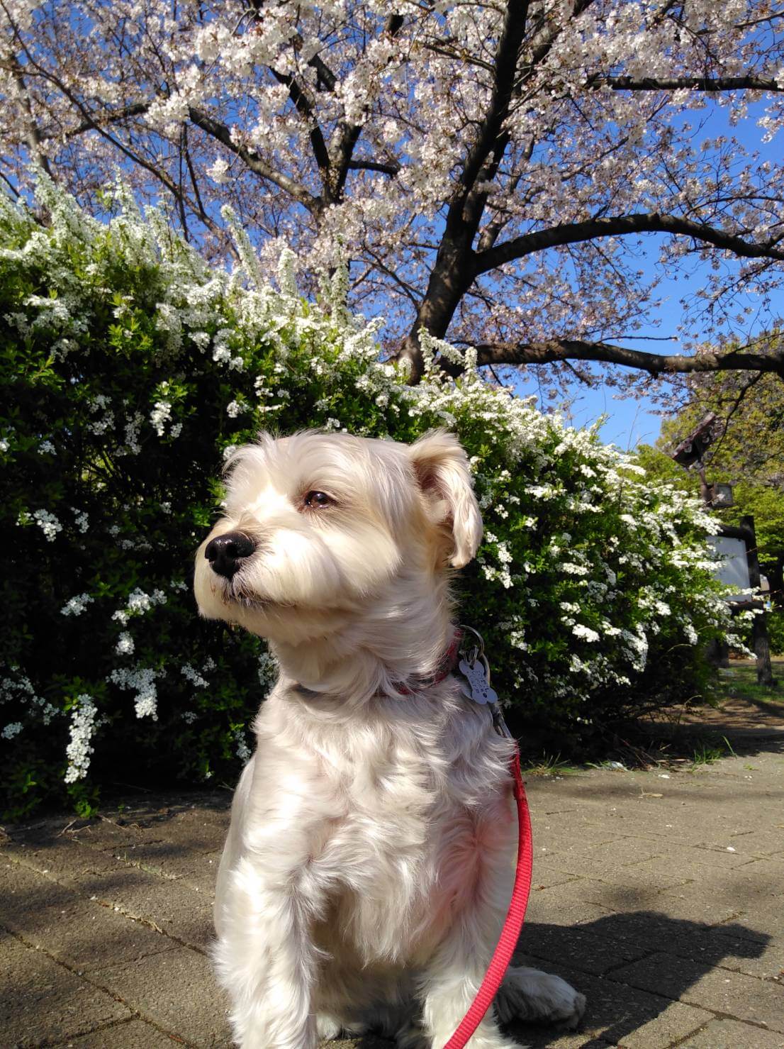 犬を飼っている方は要注意