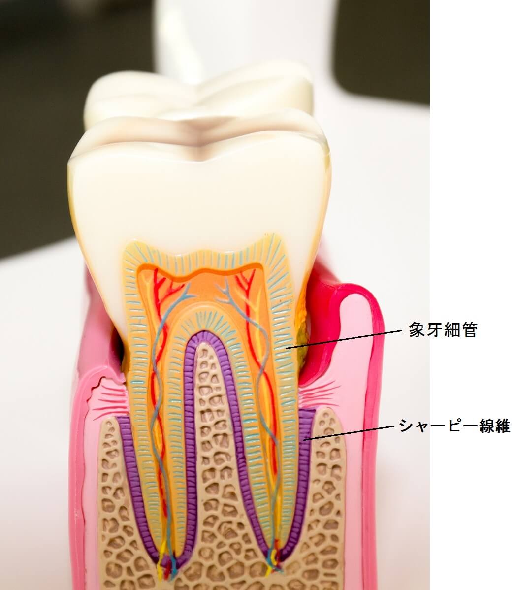 ウォーキングブリーチで痛みが出る原因